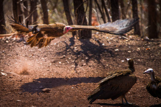 Victoria Falls (Zimbabwe) - Kapgier