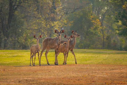 Victoria Falls (Zimbabwe) - Kudus, prachtige antilopen