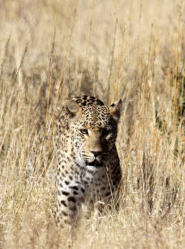 Kalahari woestijn - Luipaard