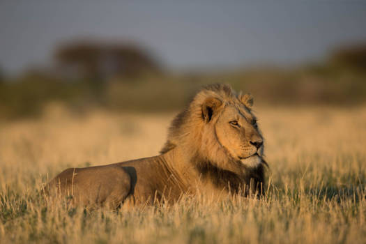 Kalahari woestijn - Leeuw in Kalahari