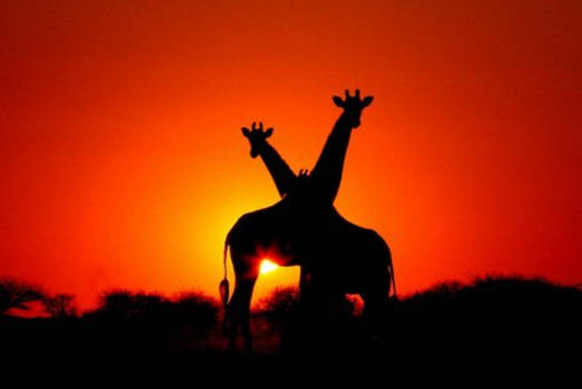 Kalahari woestijn - De mooiste zonsondergang in de Kalahari