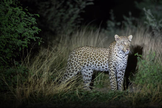 Kalahari woestijn - Luipaard