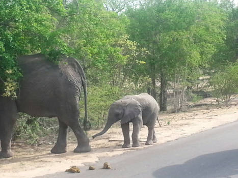 Krugerpark - Mijn kippenvel moment!