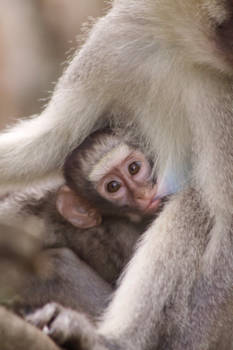 Mantenga cultural village - Monkey baby