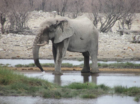 Namibië - Etosha, eind september 2016, een van de weinige waterplekken