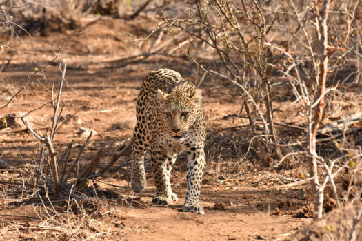 Krugerpark - A one million dollar shot
