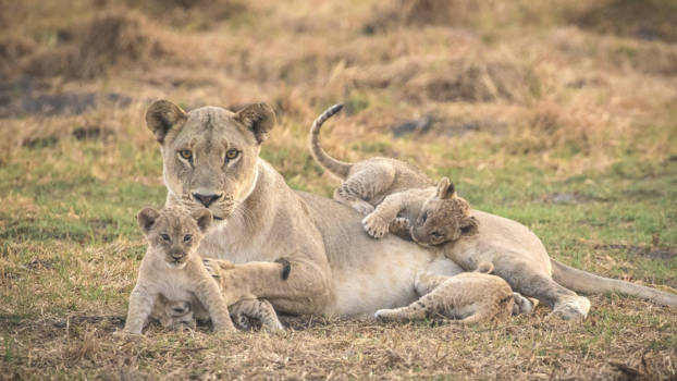 Moremi Game Reserve - Ready to explore the World !
