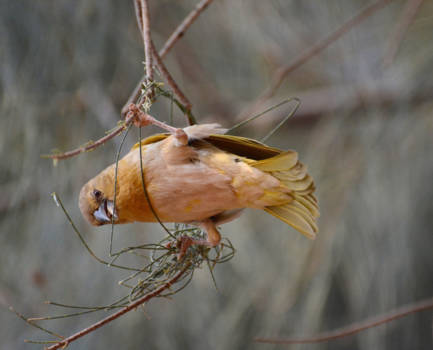 Namibië - busy bird