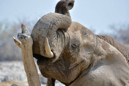 Etosha National Park - lekker krabben!