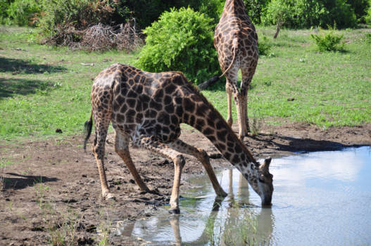 Krugerpark - Giraffe in het Krugerpark