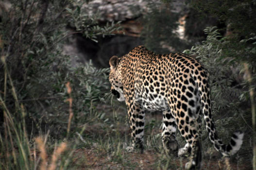 Krugerpark - Luipaard bij zonsondergang
