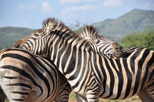 Pilanesberg - Knuffelende zebra's