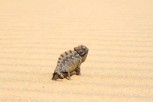 Swakopmund - Namaqua Chameleon