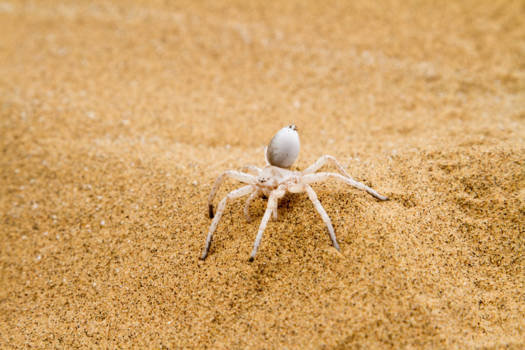 Swakopmund - Cartwheeling Spider