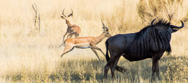 Okavango Delta - Colors of the Okavango Delta