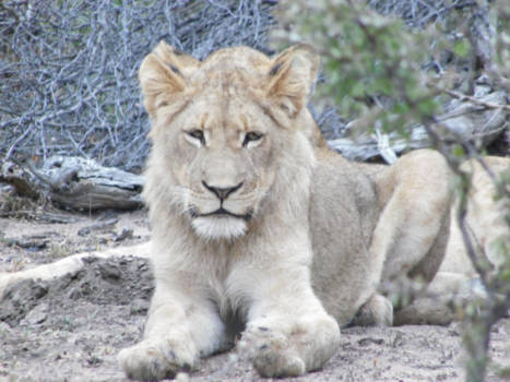 Krugerpark - The next King of the Wildlife is keeping an eye on me.
