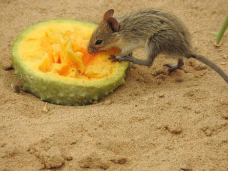 Windhoek - Overleven in de woestijn