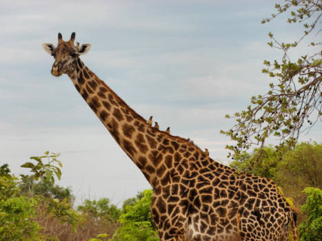 Zambia - Travel together