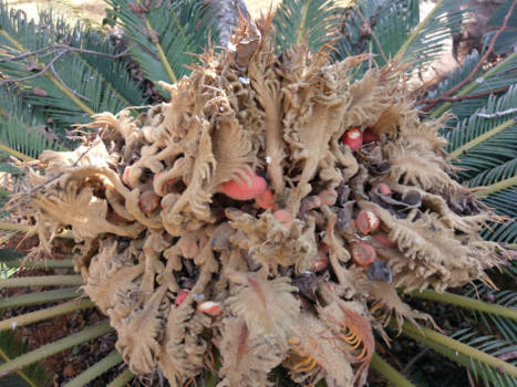 Pretoria - Palm in tuin van guesthouse Soete Rust