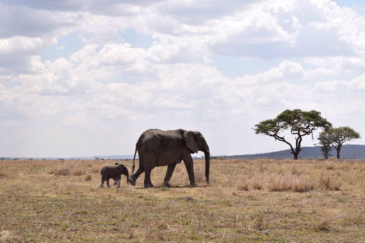 Tanzania - Safari