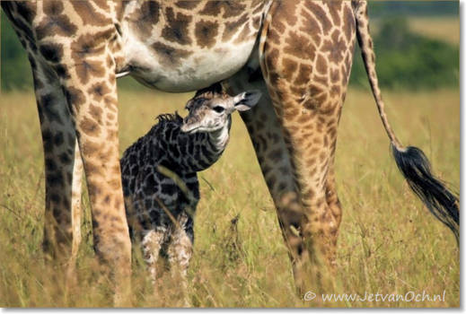 Kenia - Pasgeboren giraffe