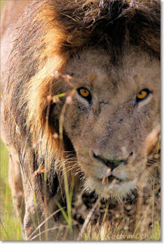 Kenia - Dichtbij ontmoeting op de Mara