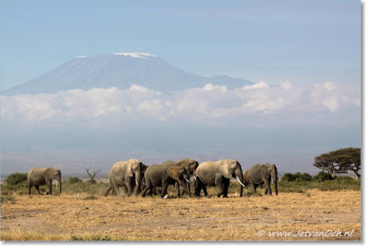 Kenia - Olifanten voor de Kilimanjaro