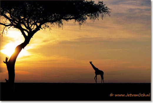 Kenia - Giraffe bij zonsondergang