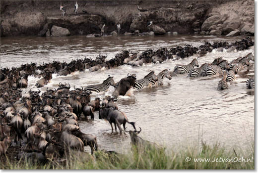 Kenia - Oversteek, Mara River