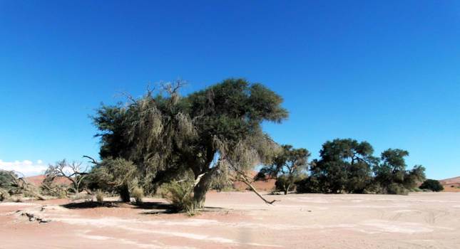 Sossusvlei - Sussusvlei