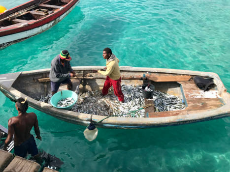 Sal - Catch of the day