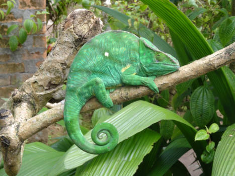 Madagaskar - Ik hoop, dat ik maar niet op val tussen de bladeren!