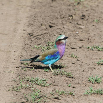Tanzania - Vogel Tanzania