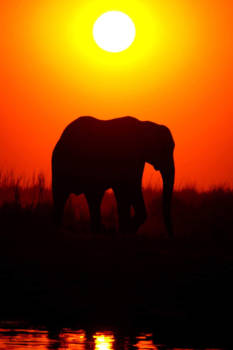 Chobe National Park - Sundowner