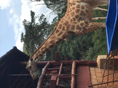 Nairobi - Giraffen hotel Nairobi