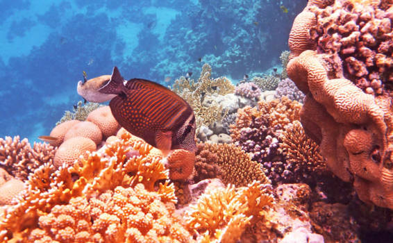 Dahab en Sharm el Sheikh - De mooie onderwaterwereld van de Rode zee
