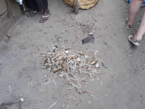 Tanji Vissersdorp - visresten op de grond