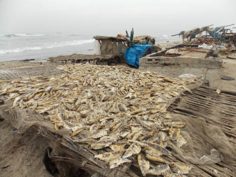 Tanji Vissersdorp - vis ligt te drogen met zout erop
