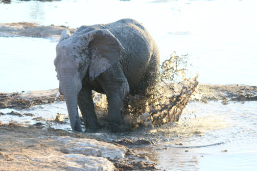 Etosha National Park - Lekker spelen in een waterhole