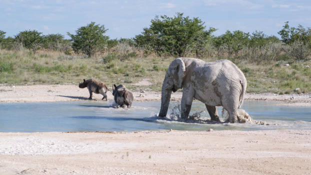 Etosha National Park - Dit is mijn poeltje