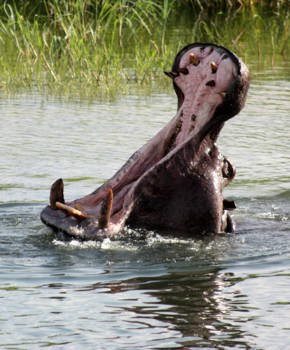 Lower Zambezi National Park - Zambezi? Breek me de bek niet open!