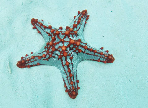 Stranden van Zanzibar - Zeester tijdens een duik met de GoPro gemaakt.
