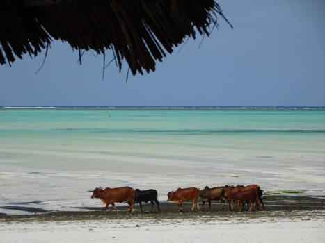 Stranden van Zanzibar - Koeien op het strand