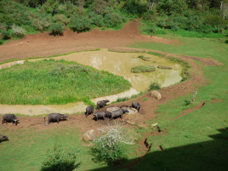 Kenia - buffels bij de poel Serena Mountain lodge