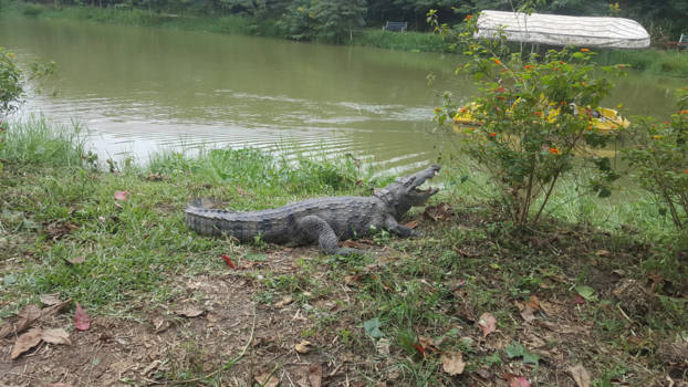 Ghana - Alligator park