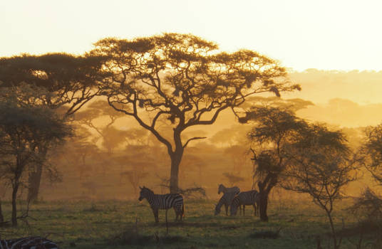 Tanzania - sunset in de Serengeti