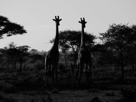 Tanzania - huh, waar dan??