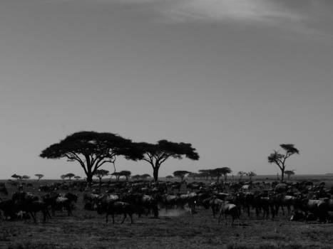 Tanzania - Best veel gnoes