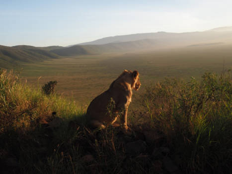 Tanzania - Watching over my kingdom, the Ngorongoro