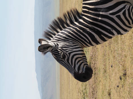 Tanzania - Zebra in de Ngorongoro